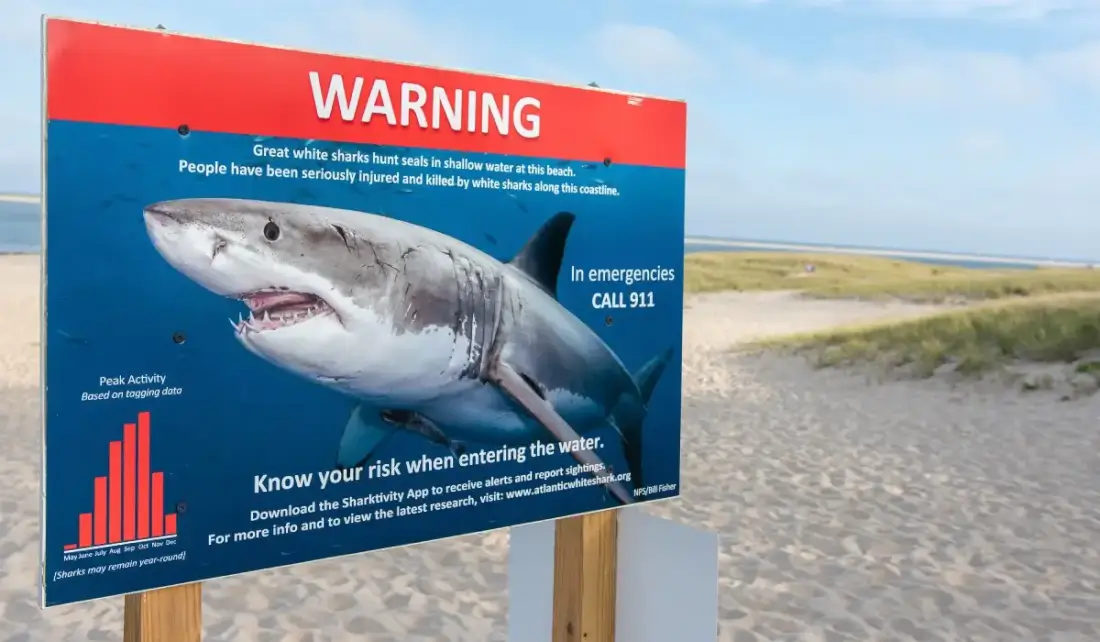 nebezpečí žralok dodržení pravidel